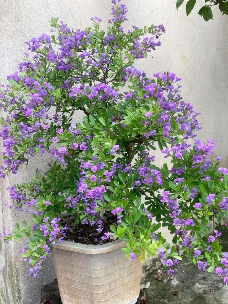Vietnamese Blue Bell Flower Live Plant Bonsai Material Pack of 1 Rare Ornamental Flowering Plant for Indoor & Outdoor Gardening-image-22