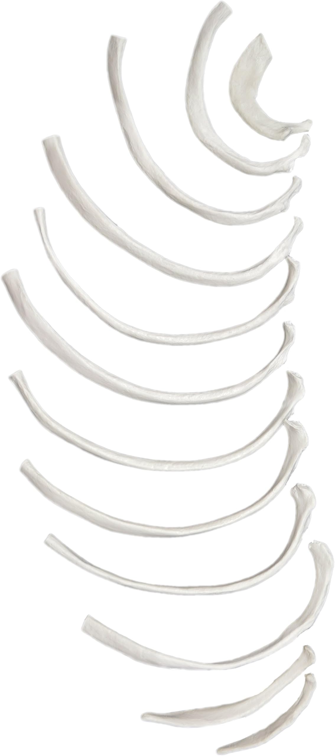 Disarticulated Rib Bones Set - 12 Bones - Left - Anatomically Accurate Human Rib Bone Model Replica - hBARSCI