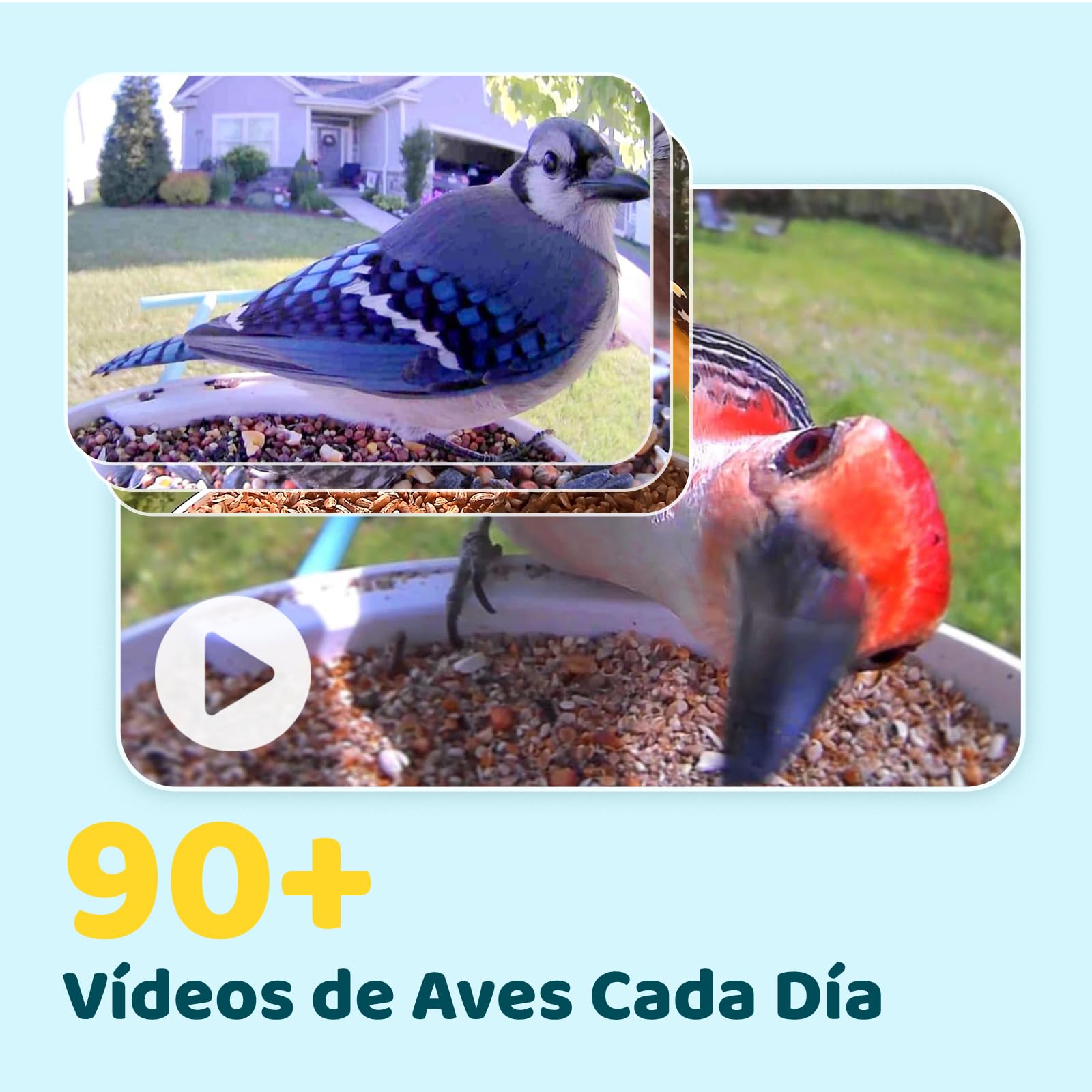 NETVUE by Birdfy Comedero Pajaros Camara, Comedero Pajaros Exterior, Comedero Aves Cámara WiFi con Batería & Solar Panel, Notificación Instantánea, Captura Automática de Imagen/Video