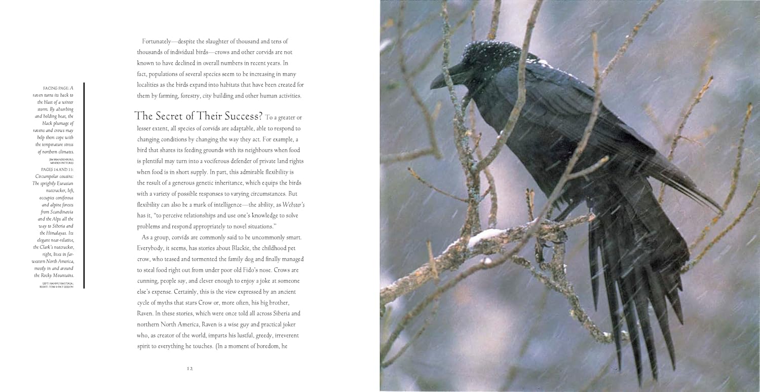 Bird Brains: The Intelligence of Crows, Ravens, Magpies, and Jays