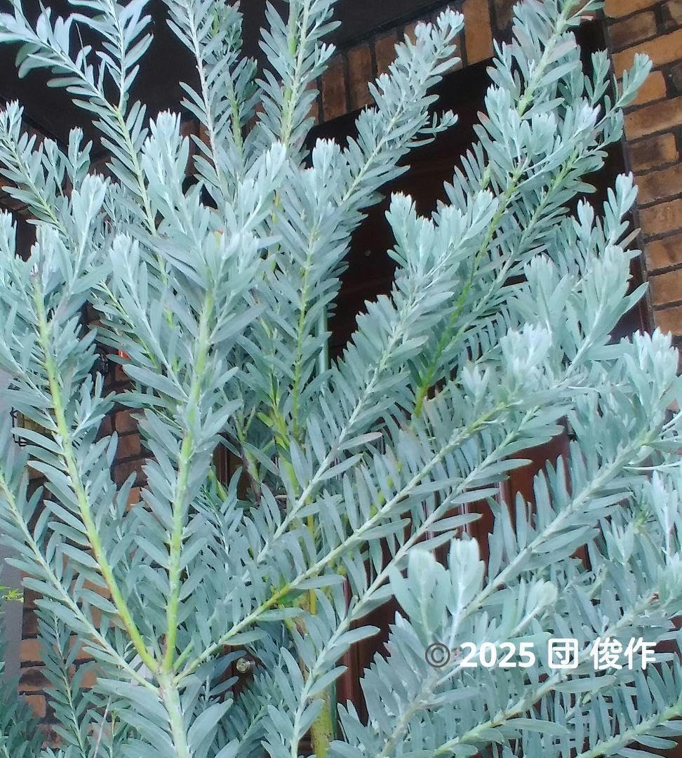 アカシアブルーブッシュ苗 190cm 10号鉢❗綺麗な樹形 大型 アカシアブルーブッシュ苗 190cm 10号鉢❗綺麗な樹形 大型