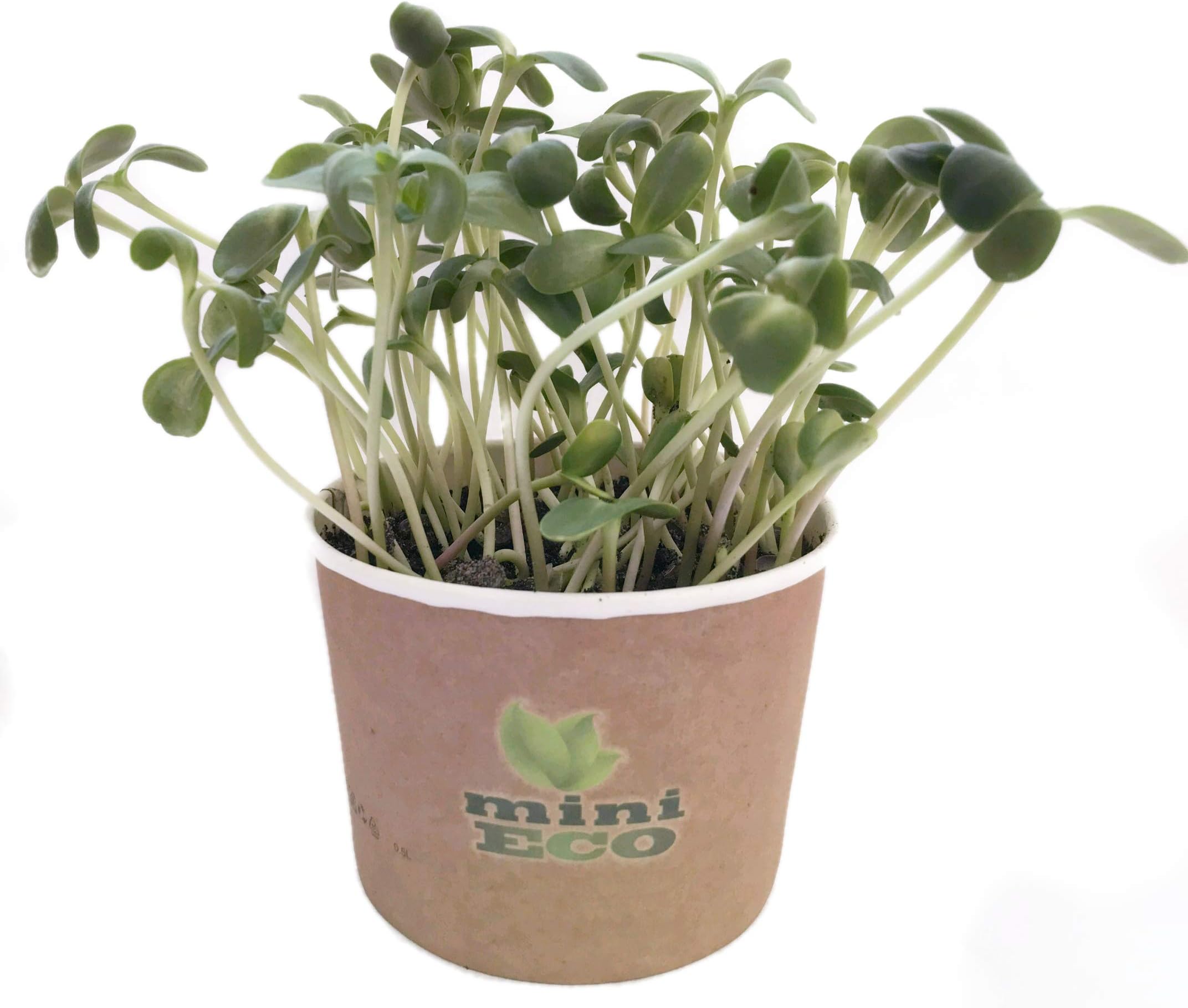 MiniEco Microgreens Growing Kit For Sunflower Seeds. Your HEALTHY LIFE Can Start Now!