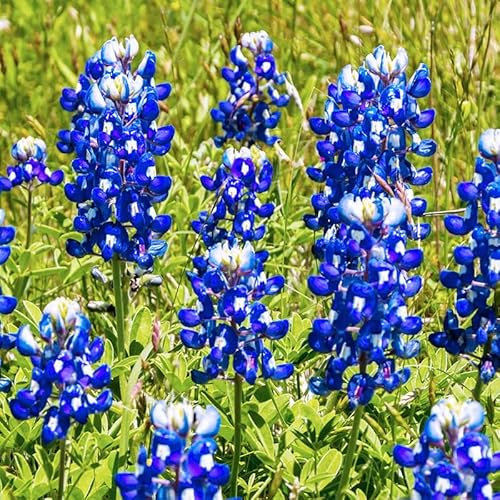 1000+ Perennial Texas Bluebonnet Seeds for Planting - Drought-Tolerant Ornamental Flower