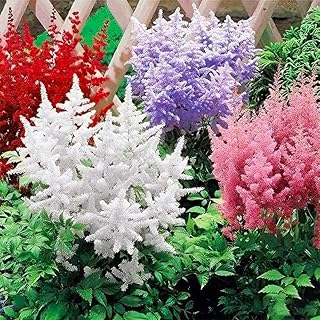 1100+ Mix Astilbe Arendsii Bunter Seeds for Planting-Non-GMO Heirloom Pl...