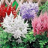 1100+ Mix Astilbe Arendsii Bunter Seeds for Planting-Non-GMO Heirloom Plant Seeds Garden Outdoor