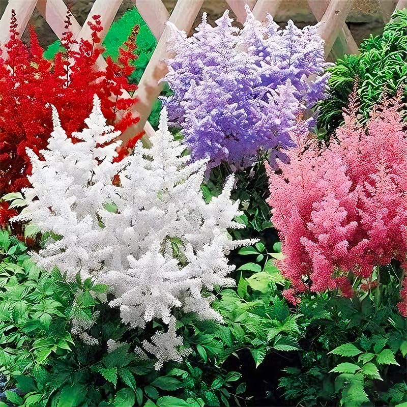 1100+ Mix Astilbe Arendsii Bunter Seed for Planting - Non-GMO Heirloom Seed