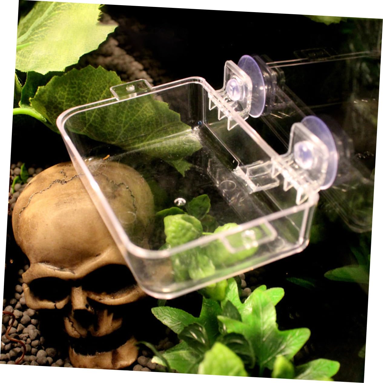 BESPORTBLE 6pezzi Ciotole Trasparenti per Rettili per Lucertole e Gecko Accessorio Pratico Piante Terrario e Animali Domestici
