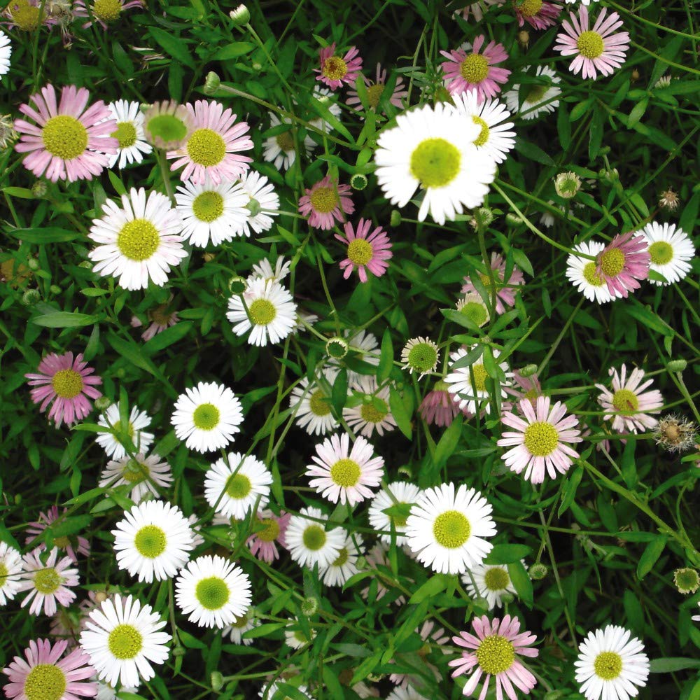 Erigeron Stallone Garden Plant Hardy Perennial Flowering Garden Plants Easy to Grow Your Own 12x Garden Ready Plug Plants by Thompson and Morgan