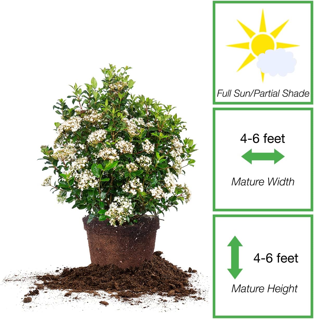 PERFECT PLANTS Spring Bouquet Viburnum Shrub 7 Gallon | Live Shrubs for Outdoor Planting | Evergreen & Easy to Care for | Fragrant & Sweet White Flowers Bloom in Spring