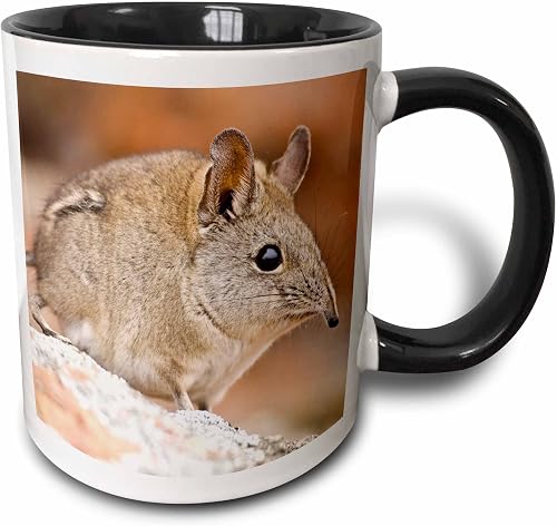 3dRose Cape Elephant Shrew, Bushmans Kloof, South Africa-AF42 RBE0003 - Ralph H. Bendjebar 11oz Two-Tone Black Mug