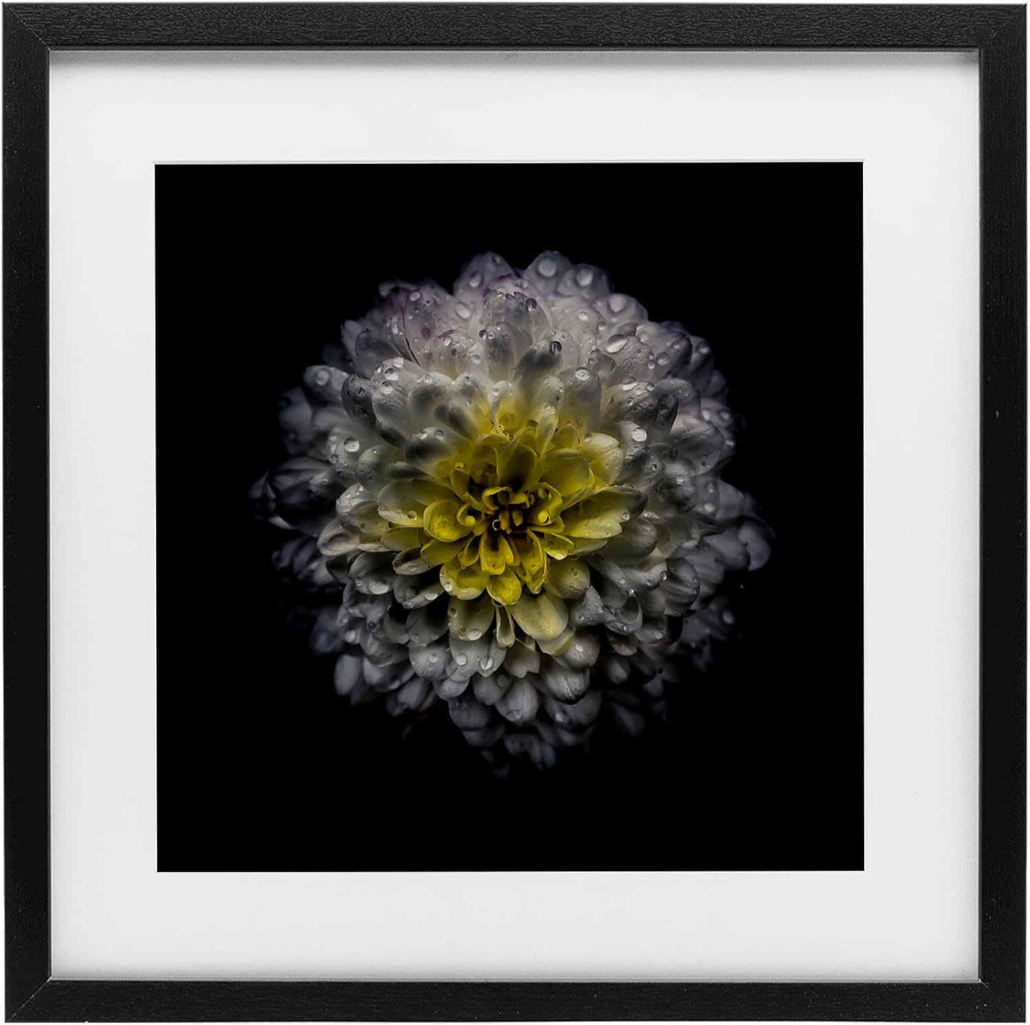 Stupell Industries White And Yellow Mum Black Framed Print Under Glass, design by Brian Carson Photography, 13 x 13