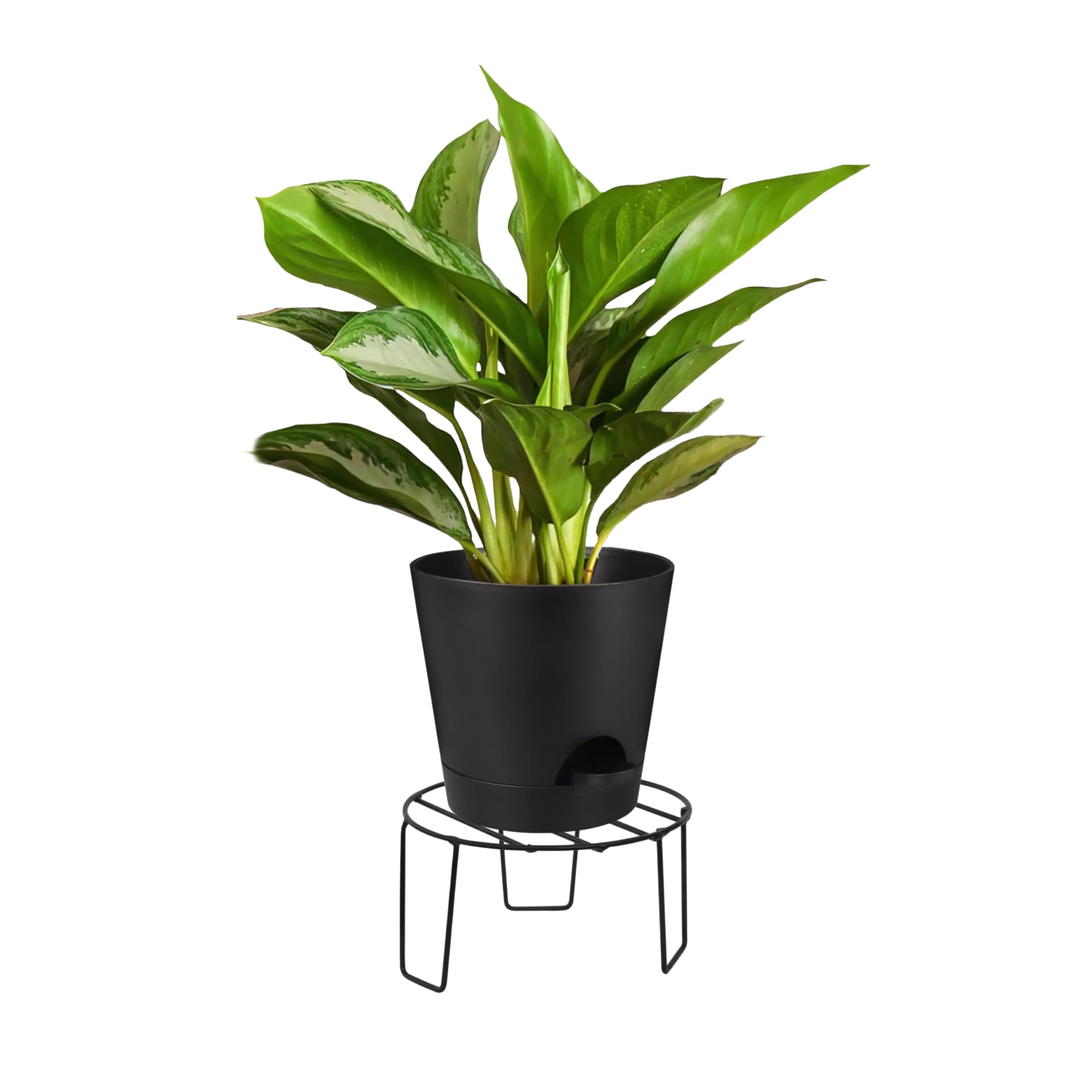 See full amazon price history chart for ASIAN AURA Heavy Duty Flower Pot Stand | Multipurpose Gamla Stand for Balcony, Indoor & Outdoor Plants | Sturdy Metal Planter Stand Rack for Home & Garden Decor | Black (Pack of 1) ASIAN AURA Heavy Duty Flower Pot Stand | Multipurpose Gamla Stand for Balcony, Indoor & Outdoor Plants | Sturdy Metal Planter Stand Rack for Home & Garden Decor | Black (Pack of 1) (B0C1W19K8J) Amazon Price History, Amazon Price Tracker