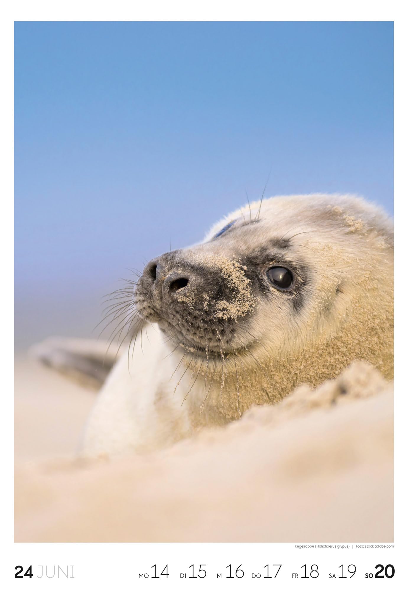 Küste Wochenkalender 2027: Meeres-Kalender mit 53 großformatigen Bildern im Hochformat (29x42 cm) | Strände der Ostsee und Nordsee in Deutschland