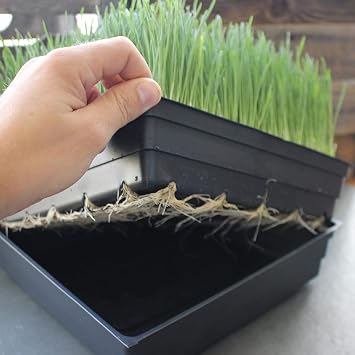 Handy Pantry 10 x 10 Garden Growing Trays with Drain Holes - 50-Pack | Recyclable Plastic Plant Trays for Wheatgrass, Microgreens, Hydroponics, Nursery Flats, and Greenhouse Growing Supplies
