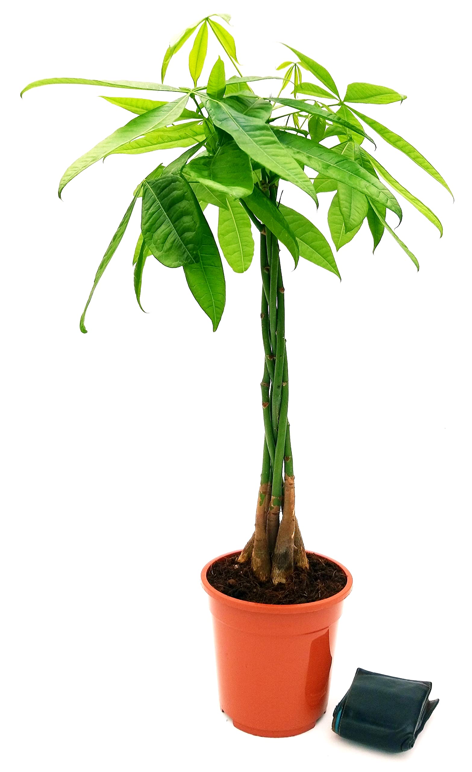 Pachira Acquatica (Pianta Dei Soldi) In Vaso 18cm, Altezza 100cm – Foto Reali