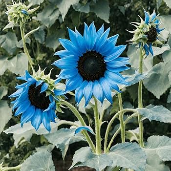 Amazon.com : 100 Rare Midnight Oil Blue Sunflower Seeds