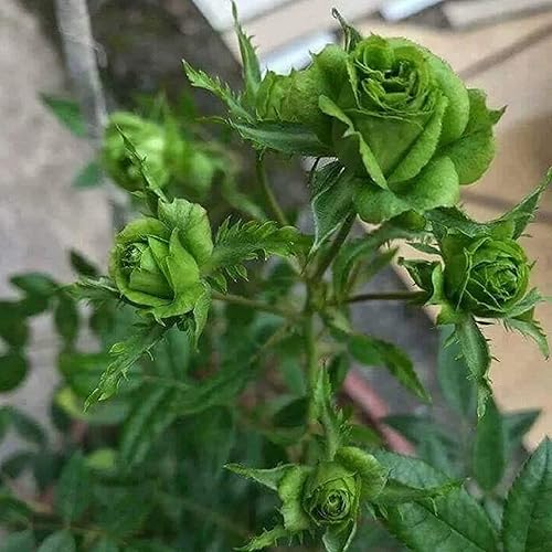Miniatura 5 de CHUXAY GARDEN Green Rose Semillas 5 Semillas Arbusto Perenne Arbusto Belleza Flores Verdes Crece en Solo Semanas