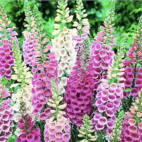 Foxglove Seeds - Gloxiniaeflora - Colores mezclados - Aproximadamente 10000 semillas finas