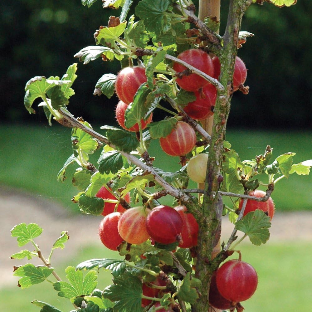 Gooseberry Hardy Garden Plants, Easy to Grow Fruit Bush, Ideal for Gardens & Outdoors, Delicious Summer Fruit, 1x Gooseberry Xenia Bare Root Plants (1 Bare Root)