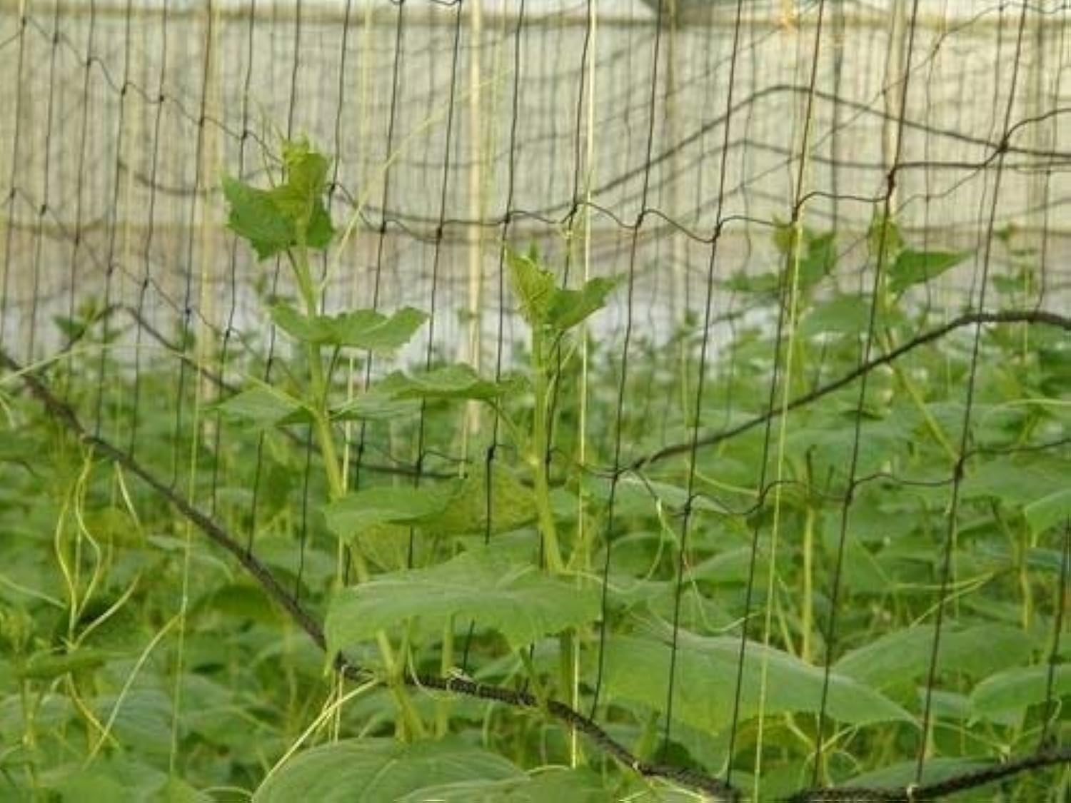 YUVAGREEN Agro Garden Netting Green House Creeper Plant Support Net, 10 Feet X 5 Feet (3 Mtrs X 1.5 Mtrs, Black) Set of 3 (B07KSYJ4FR) Amazon Price History, Amazon Price Tracker