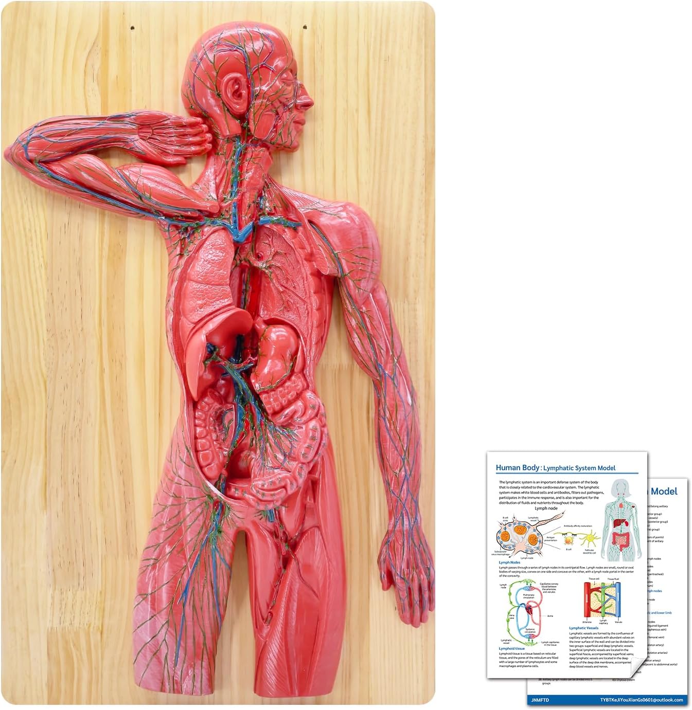 JNMFTD Human Lymphatic System Anatomy Model, 1/2 Life Size Blood Anatomy Model Immun System Veins Arteries Internal Organs with Wooden Base Product Manual Card for Study Teaching Medical Model Educational