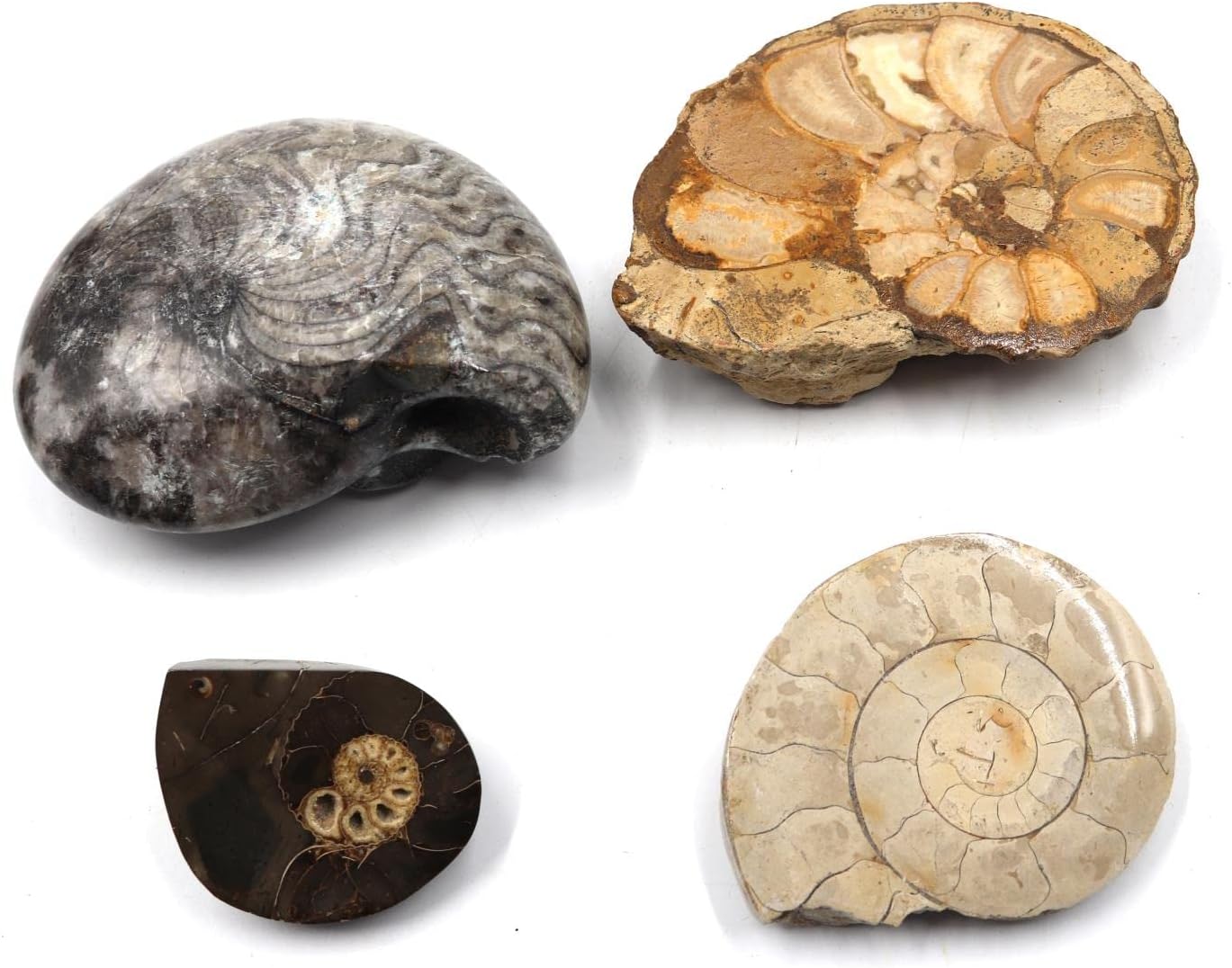 Ammonite, Nautilus & Goniatite Fossil Lot (6 Pieces) -17046
