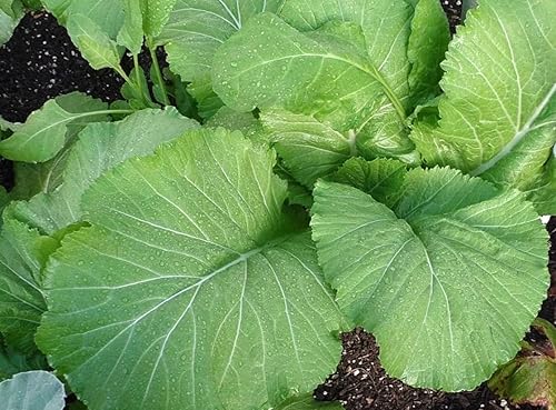 Miniatura 2 de Semillas verdes mostaza de hoja ancha Florida - Paquete de más de 600 unidades - para semillas de verduras de jardín de semillas de lechuga de col