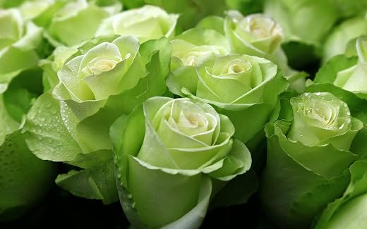 Aiden Gardens Exotic Green Color Rose Live Plant Home Garden Beautiful Plant 2 Live Plant