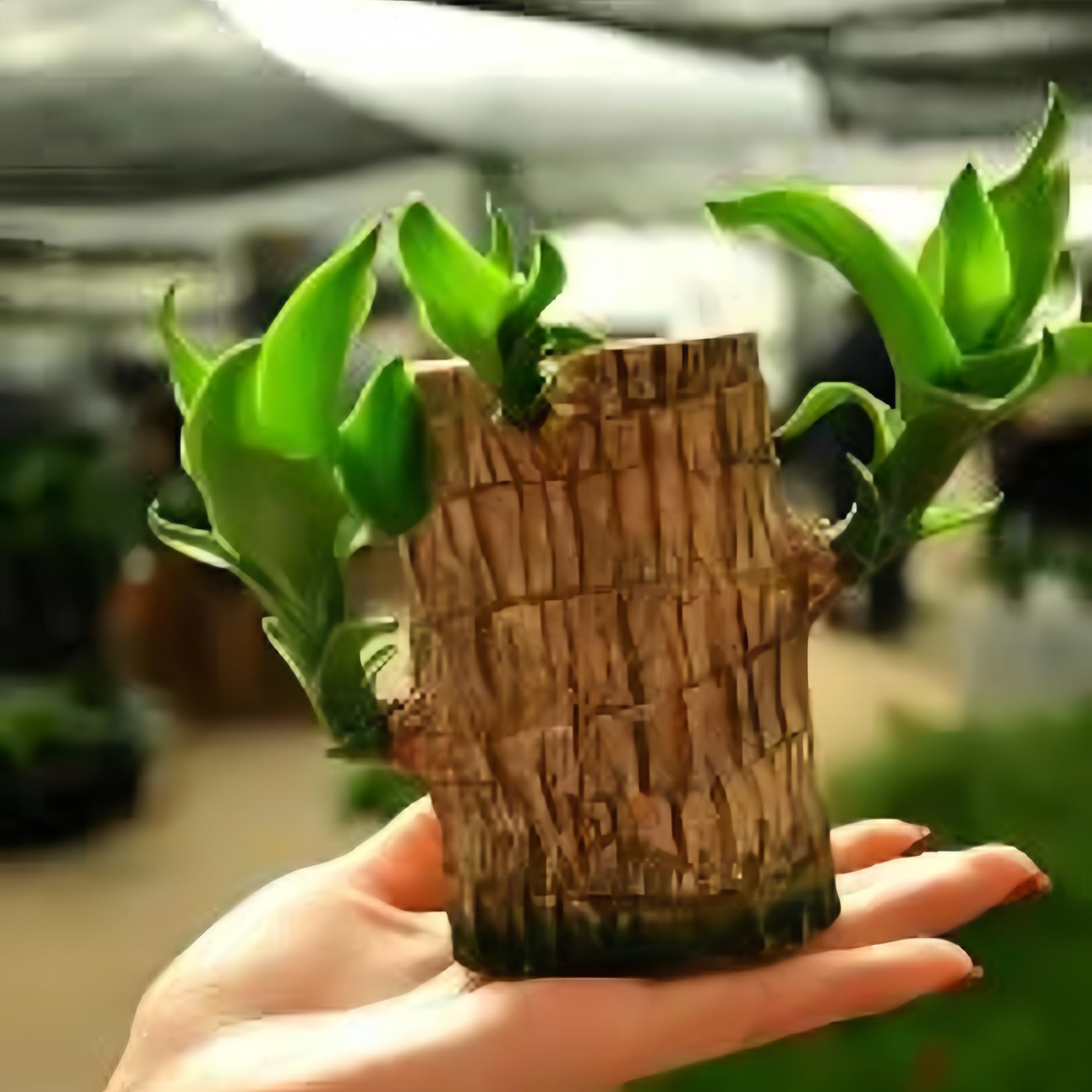 Dishita Go Green Bamboo Lucky Wood Good Luck Live Plant Lucky Brazil Wood Potted Plant | Healthy Indoor Live Lucky Brazilian Wood Plant for Living Room | Feng Shui Plant | without Pot (B0DF6KYMGC) Amazon Price History, Amazon Price Tracker