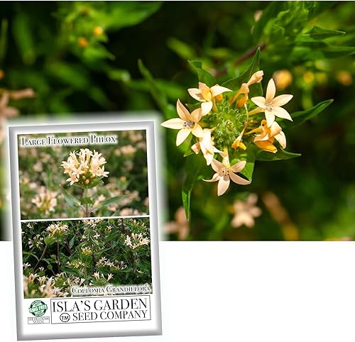 Semillas de colomia "Large Flowered Phlox" para plantar, planta con flores similares a arbustos, más de 200 semillas por paquete, semillas de jardín
