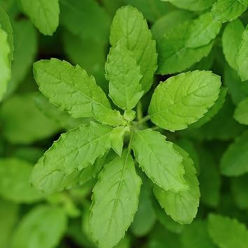 Basil Seeds - Holy Basil Green Leaf - 1 Oz 21875 Seeds - Non-GMO, Heirloom - Microgreens & Herb Gardening