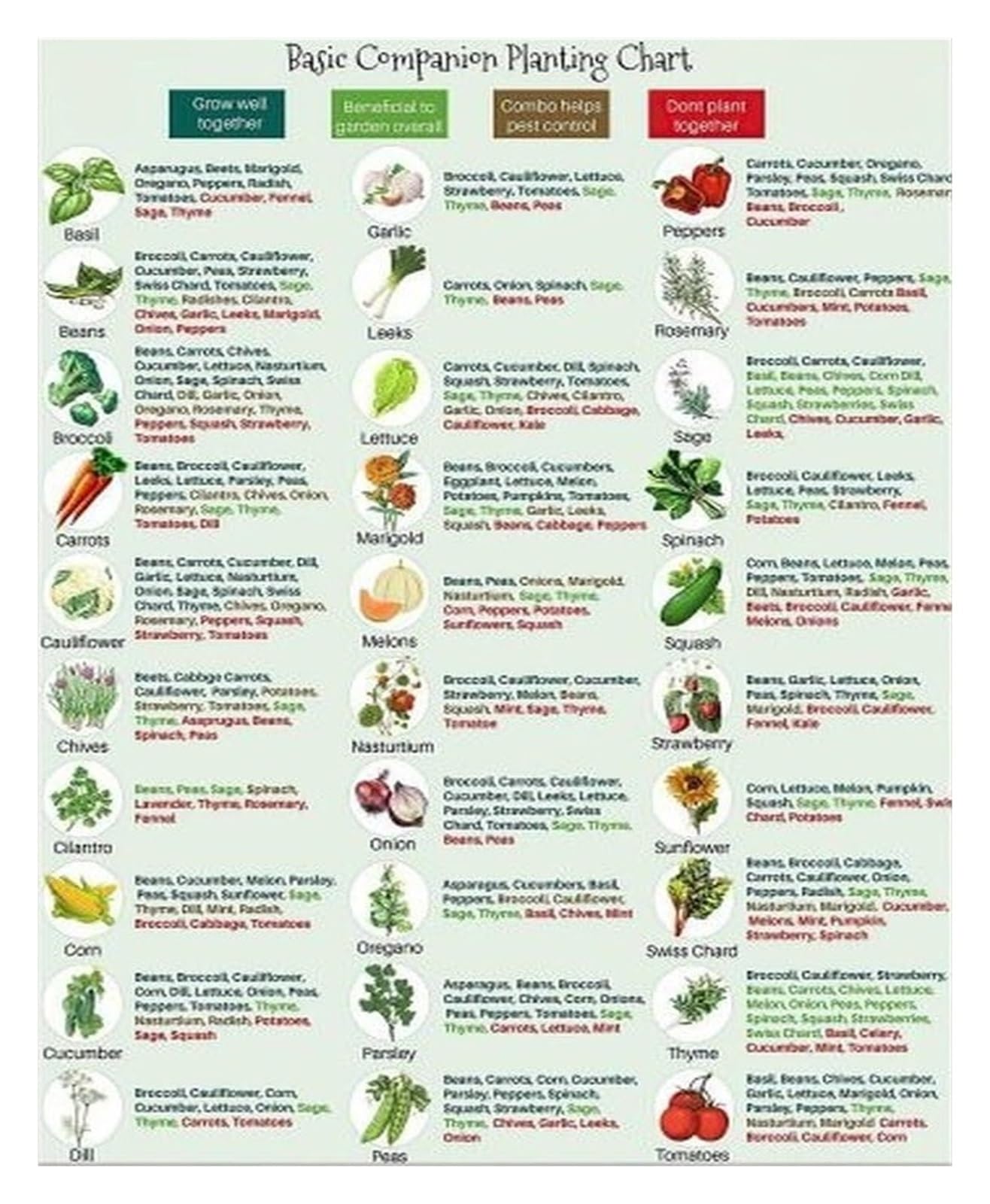 SSOPTMCB Companion Planting Guide Poster - Vegetable Garden Layout & Pest Control Chart - Gardening Reference for Increased Harvest, Greenhouse or Shed Wall(Unframed,08x12inch(20x30cm))