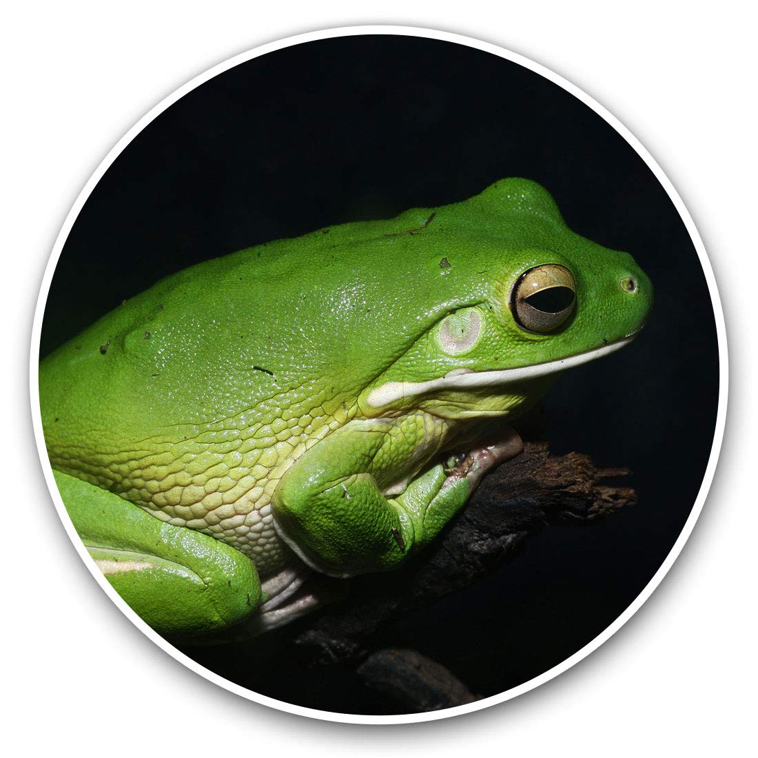 Vinyl Stickers (Set of 2) 10cm - Green Tree Frog Amphibian Decals for Laptops,Tablets,Luggage,Scrap Booking,Fridges, 12752