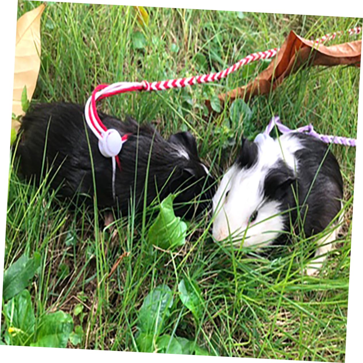 Garneck 2m Portable Hamster Leash Cotton Rope Harness for Travel Pet Supplies Comfortable Random