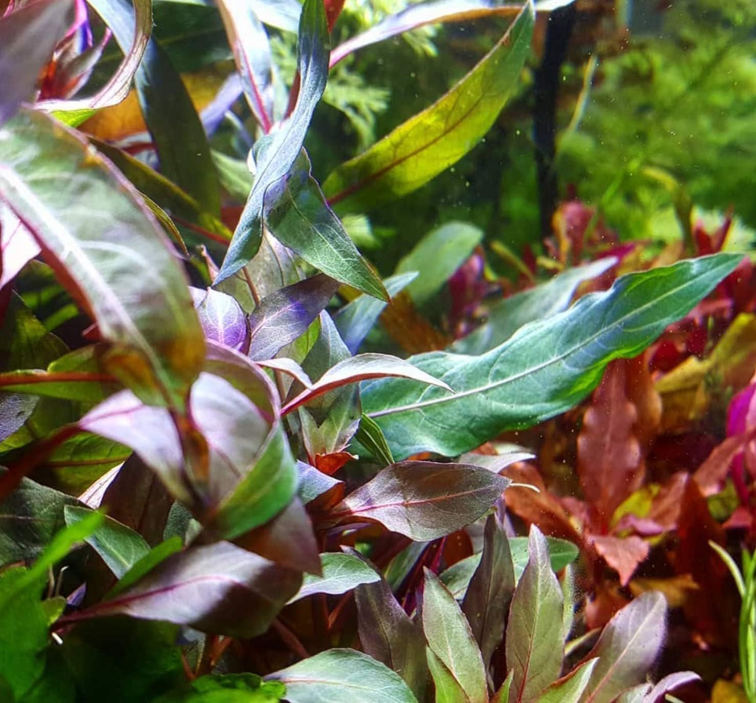 Greenpro | Ludwigia Glandulosa 3-Bundle Red Live Aquarium Plants Package Freshwater Fish Tank