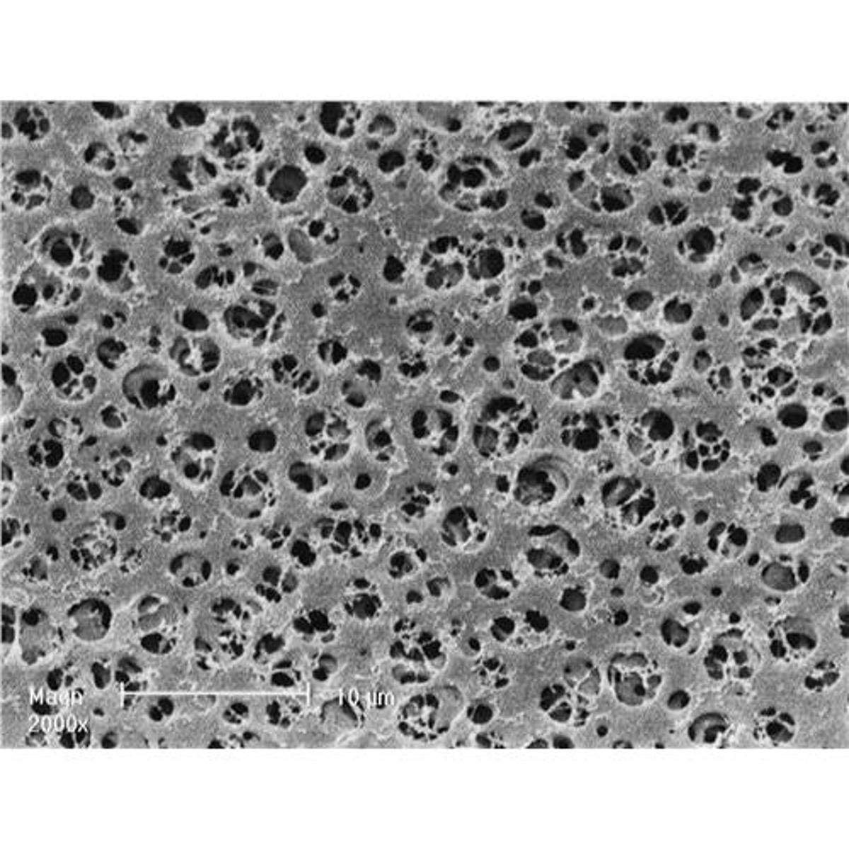 Sartorius 12303-25N CA Membrane Filter, 1.2 um, 25 mm (Pack of 100)