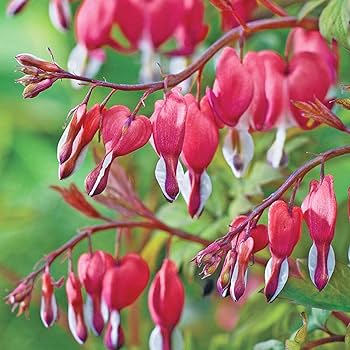 雙花卉圖 Amazon.com: QAUZUY GARDEN 18 顆紅色流血心種子多年生雙琴