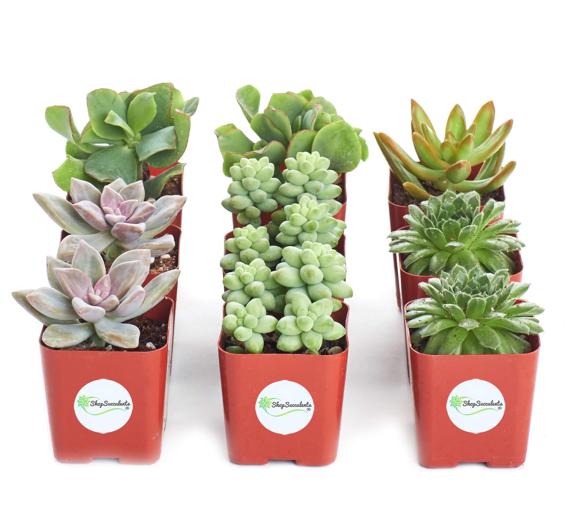 Amazon.com : Shop Succulents | Assorted Collection of Live Succulent  Plants, Hand Selected Variety Pack of Mini Succulents | Collection of 9 :  Patio, Lawn & Garden