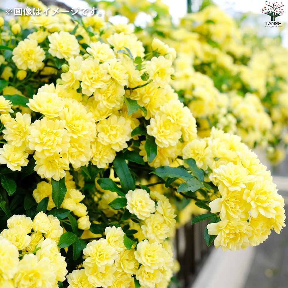 白いモッコウバラ 3株セット 鉢ごと発送（この値段は今晩24時まで） 白いモッコウバラ 3株セット 鉢ごと発送（この値段は今晩24時まで）