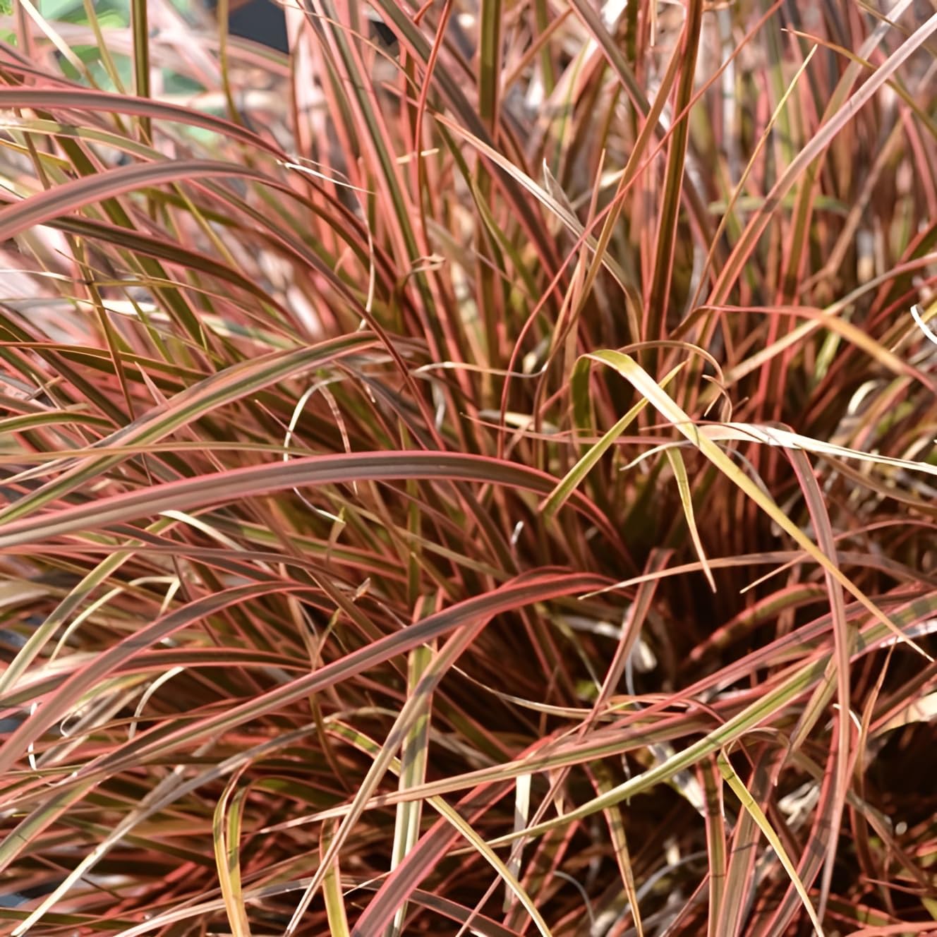 Stauden Gänge 10 x Uncinia rubra 'Everflame' Mahagonigras winterhart