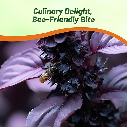 Miniatura 5 de outsidepride Sweet Basil oscuro Opal semillas Rosado