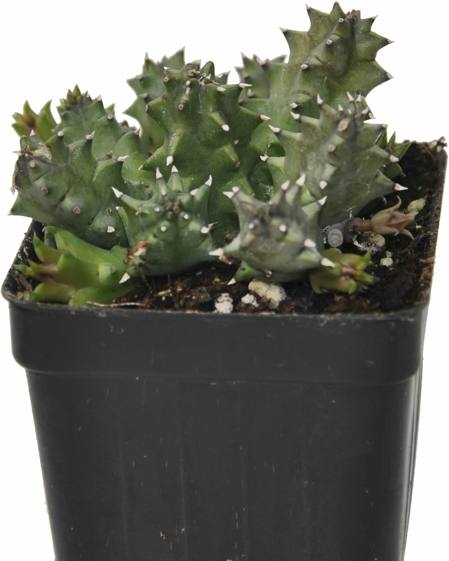 Huernia zebrina, Life Saver, Lifesaver, or Lifebuoy Plant, a.k.a. Little Owl Eyes, Succulent, Intriguing Star-Shaped and lifesaving Ring-Shape Flowers Rare, ContainerSize: 3" (2.6x3.5)