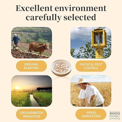 Miniatura 2 de DOZO Job's Tears - Cereales de granos enteros Yi mi de semillas de coix de 23.9 onzas, 23.9 onzas, pueden hacer que la humedad de la sopa se