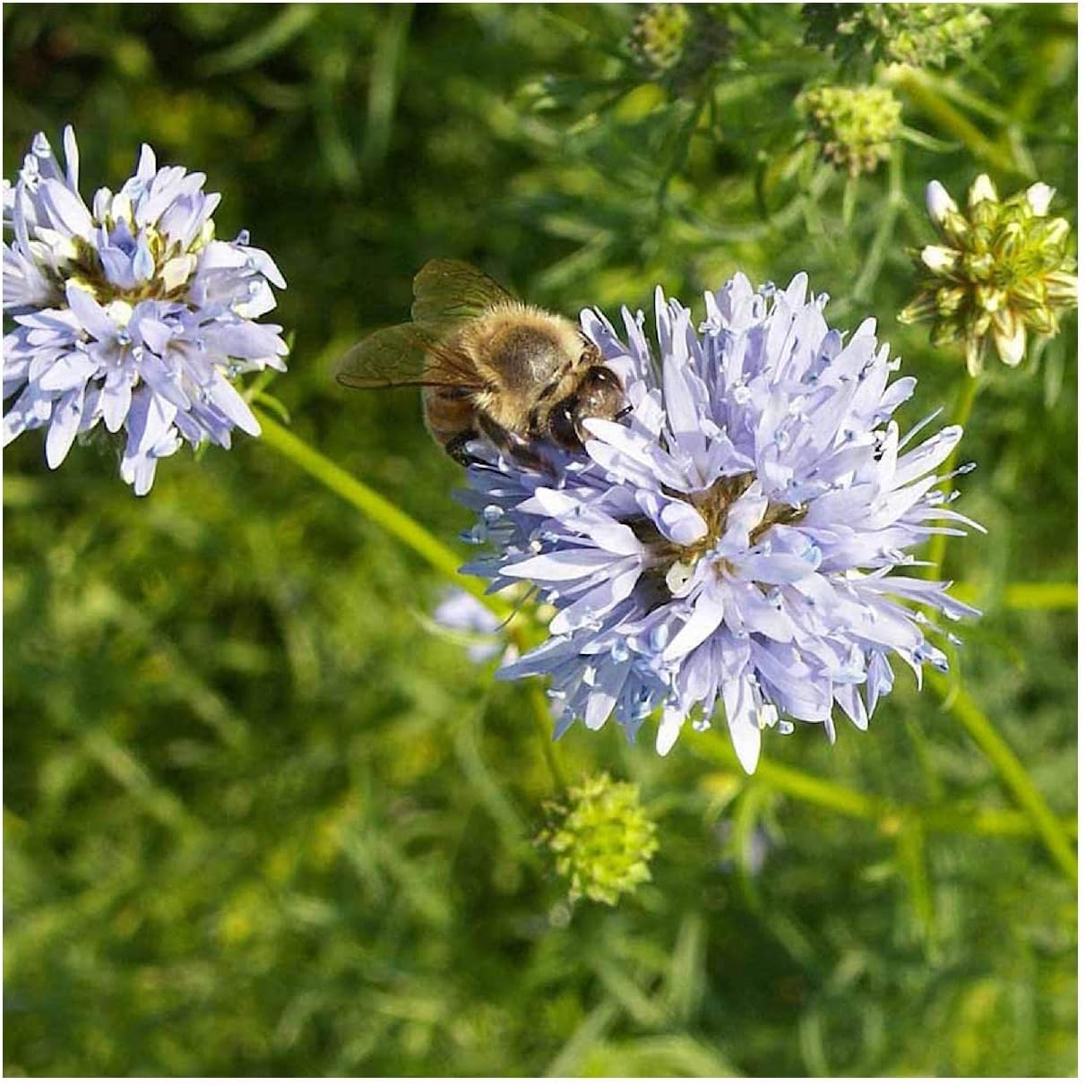 Everwilde Farms - 1 Lb Globe Gilia Native Wildflower Seeds - Gold Vault