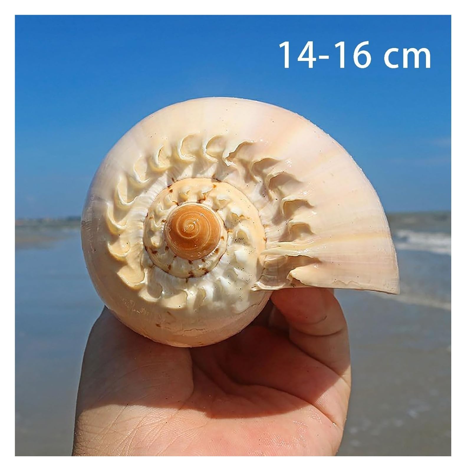 Coquillages naturels, coquillages de plage géants, parfaits for la décoration d'un aquarium, d'un mariage, d'une fête sur le thème de la plage, for la maison, les loisirs créatifs et les plantes aérie