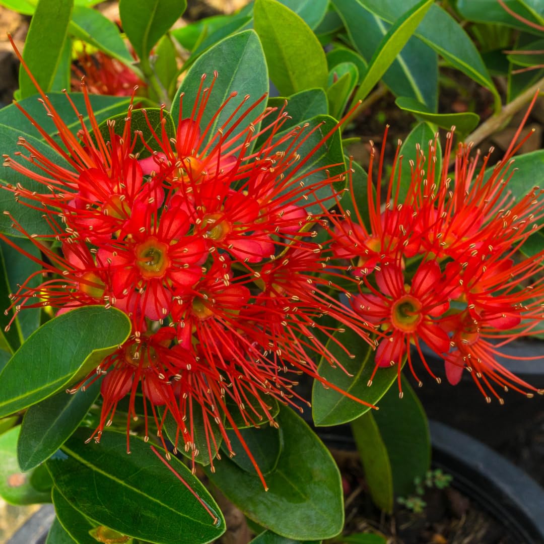 Floral Treasure Rosida Flowering Plant (Red, Hybrid) Exotic 1 Live