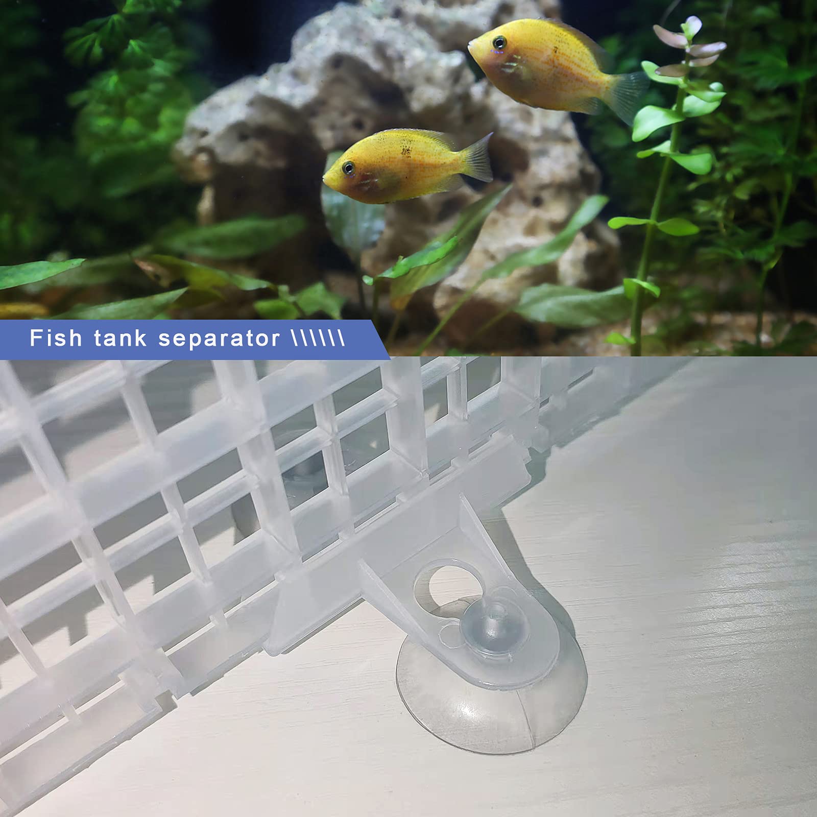 Lot de 10 panneaux d'isolation pour aquarium - Transparents - Mélange d'élevage - Pour protéger les différents poissons de la lutte - 20 clips à ventouse