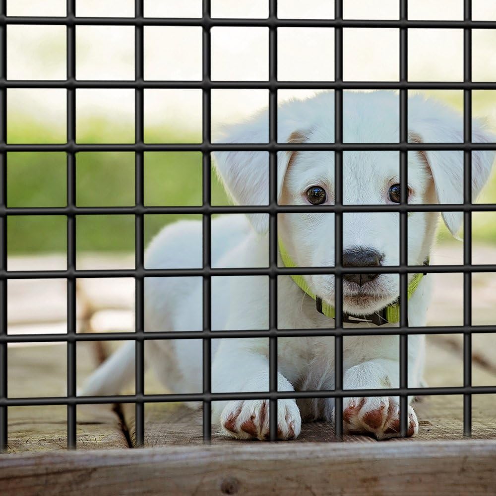 Far North Vinyl Coated Welded Wire Mesh - Weather Resistant, Strong & Durable 1" X 1" M (4'HX 50'L)