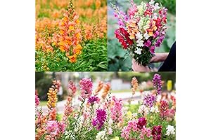 Snapdragon Flower Seeds for Planting | Best 100+ Mix Snapdragon Seeds