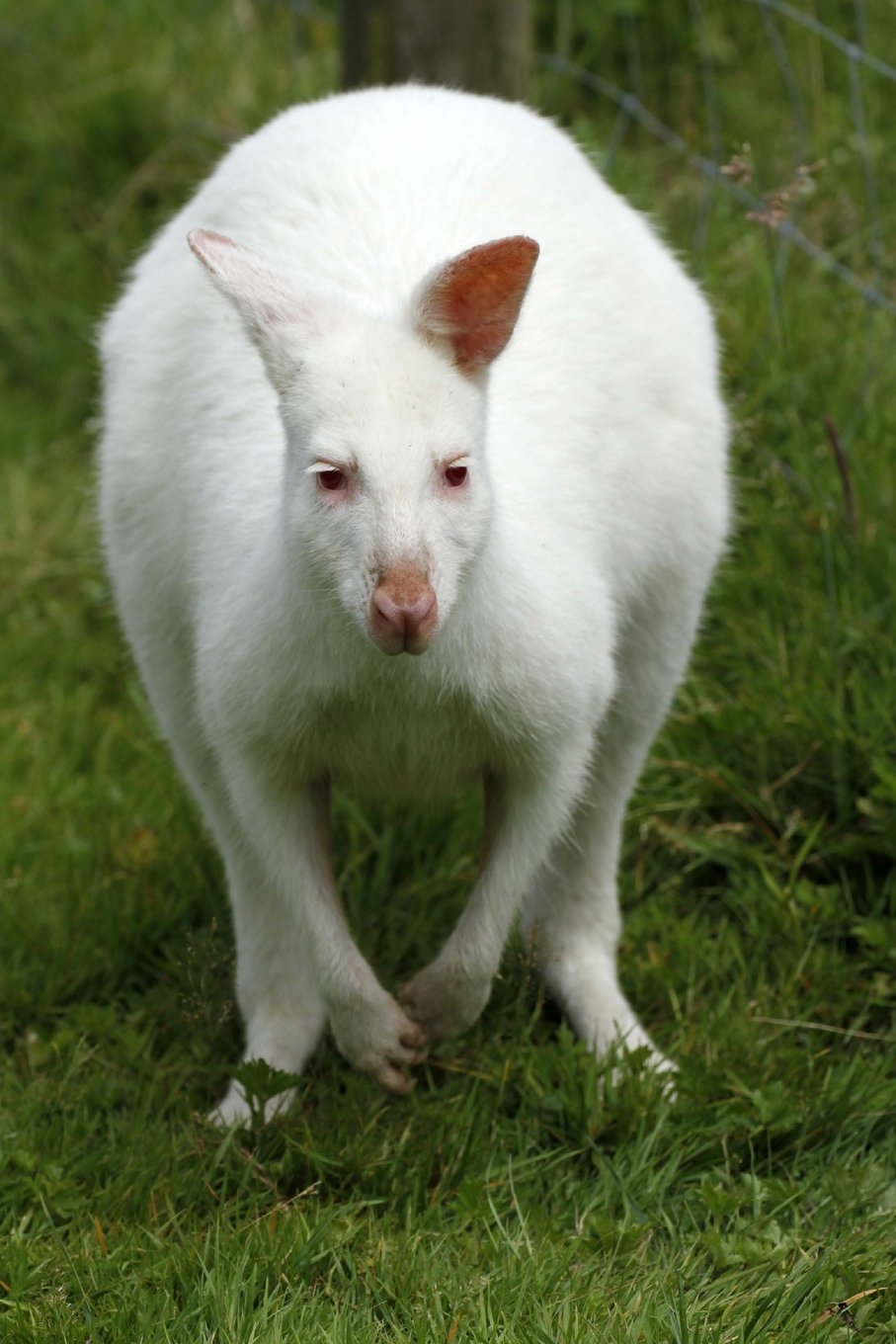 Albino Wallaby Journal: 150 page lined notebook/diary